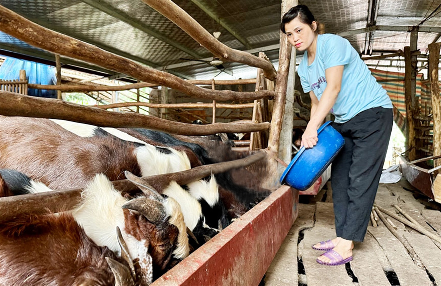 Mô hình nuôi dê nhốt chuồng của chị Trương Thị Tư tại xã Tân Lợi, huyện Đồng Hỷ, Thái Nguyên