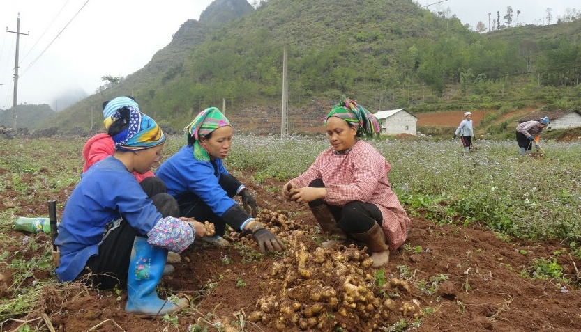 Mô hình liên kết sản xuất gừng tại huyện Hà Quảng giúp người dân bảo đảm đầu ra ổn định cho sản phẩm