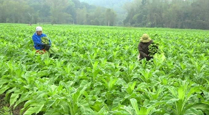 Sản xuất nông sản đặc hữu cũng là hướng đi của tỉnh Cao Bằng