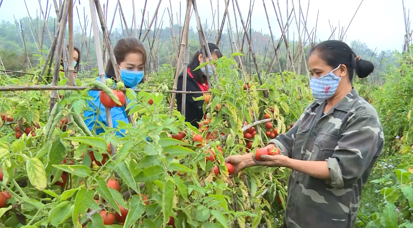 Nhiều địa phương Cao Bằng đang tập trung phát triển nông sản theo quy mô lớn theo vùng