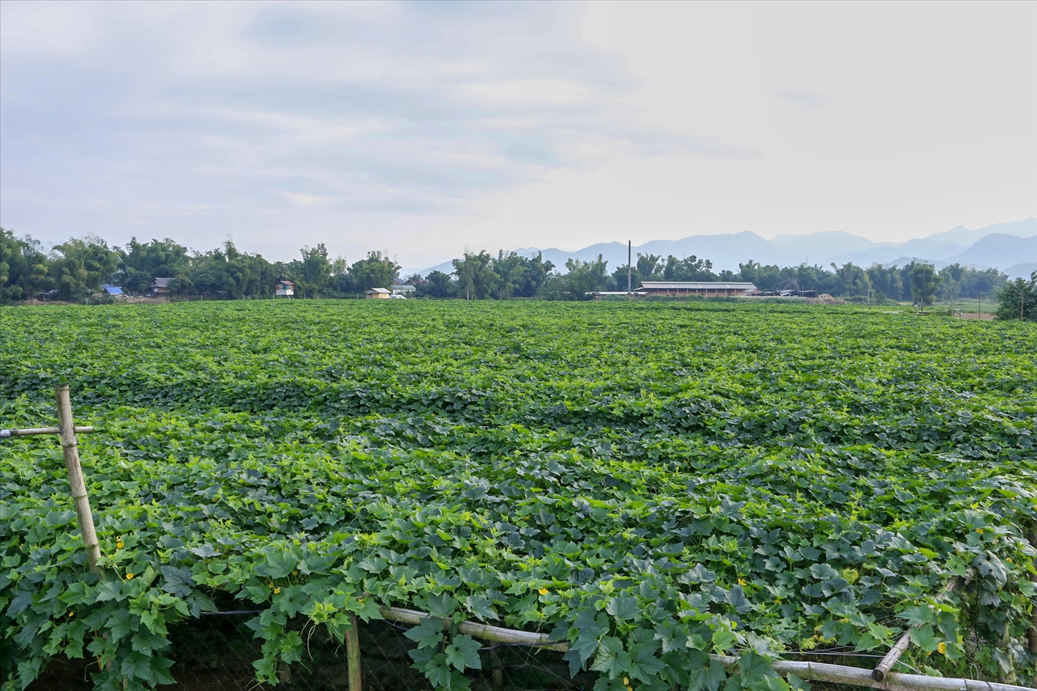 Trang trại trồng bí xanh của HTX Nông nghiệp công nghệ cao Phú Mỹ Xanh (xã Thanh Yên, huyện Điện Biên)