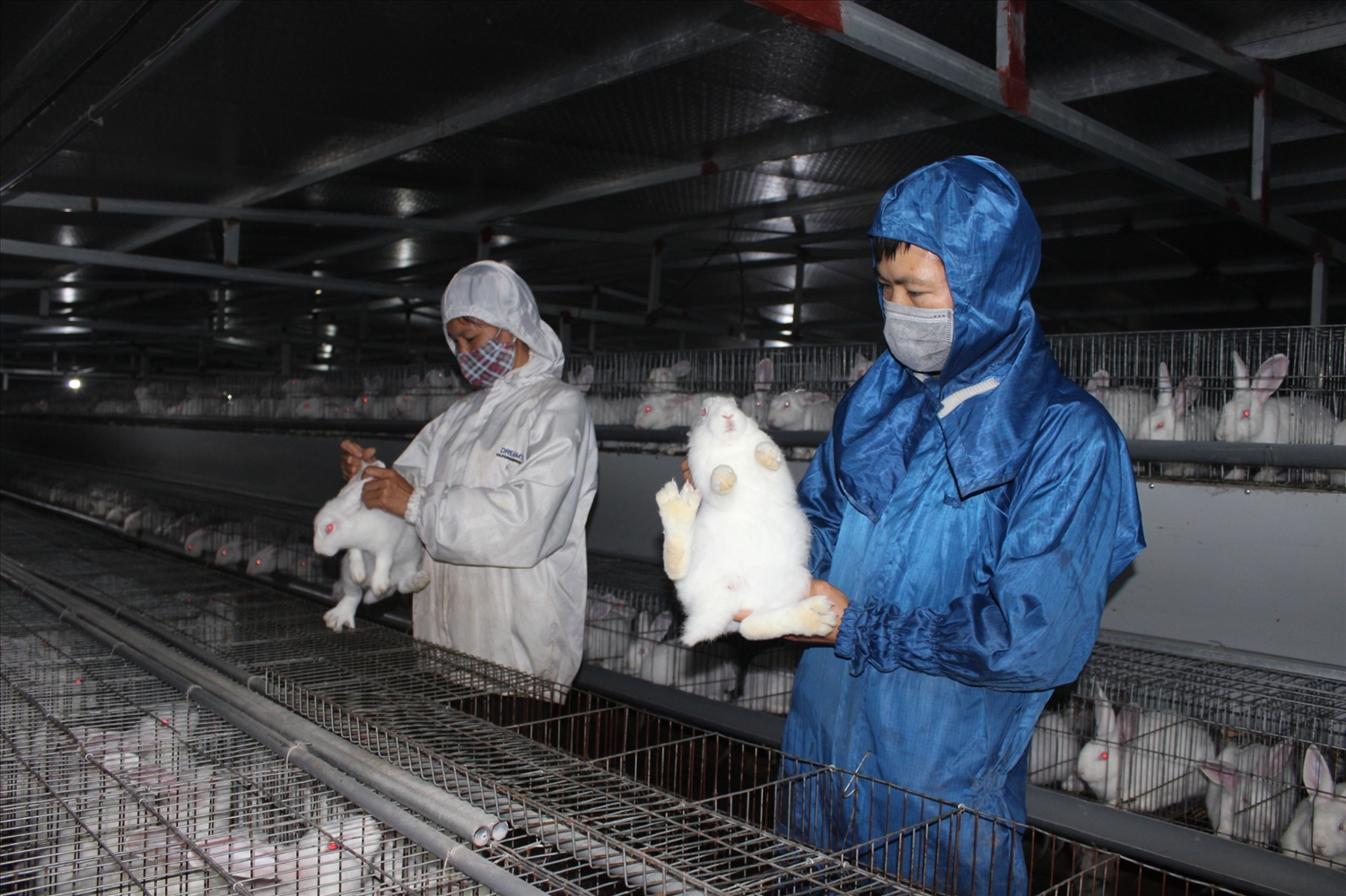 Kiểm tra tốc độ sinh trưởng đàn thỏ tại HTX chăn nuôi thỏ Ngọc Thạch, huyện Chi Lăng