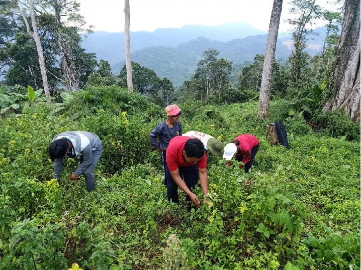 Phát triển cây dược liệu dưới tán rừng đang là hướng phát triển kinh tế hiệu quả ở vùng DTTS và miền núi.