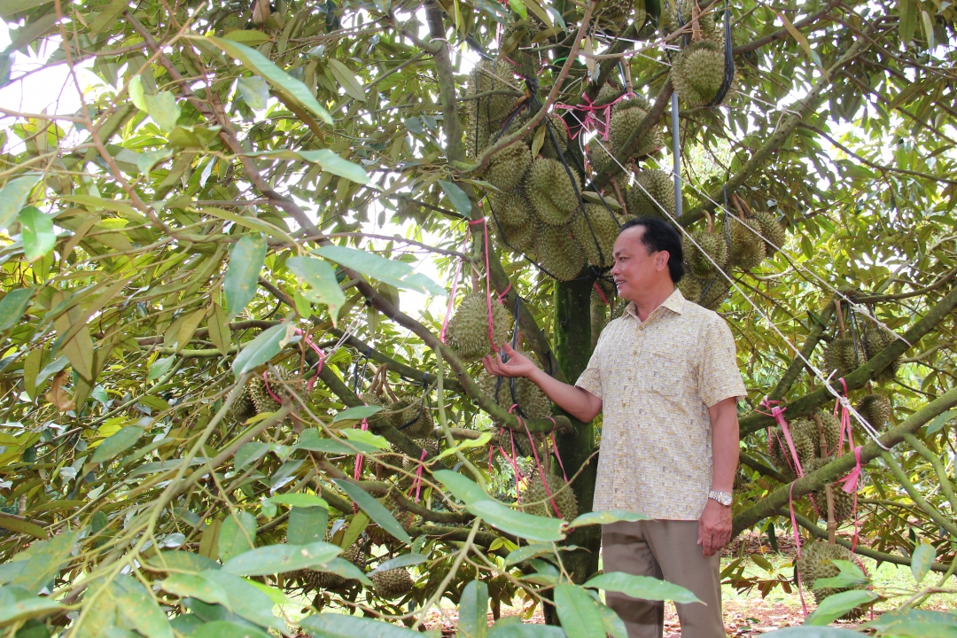 Một mô hình vườn sầu riêng sinh thái của người dân trên địa bàn huyện Krông Pắc