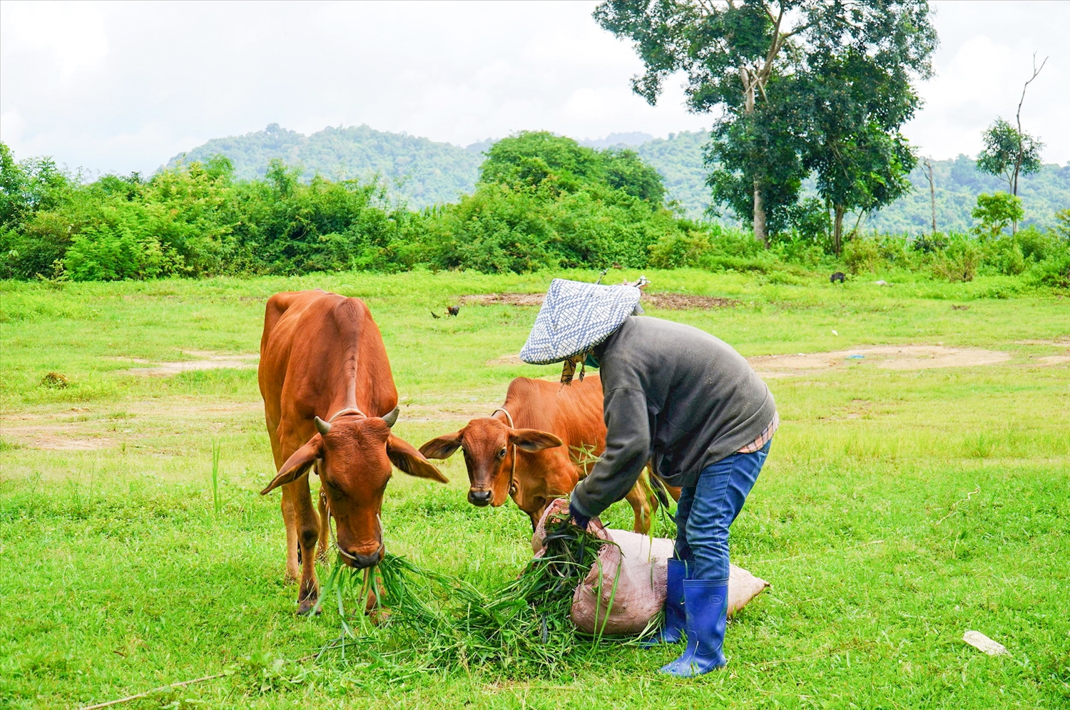 Niềm vui của chị Nguyễn Thị Lài là hằng ngày được chăm sóc những con bò của gia đình 