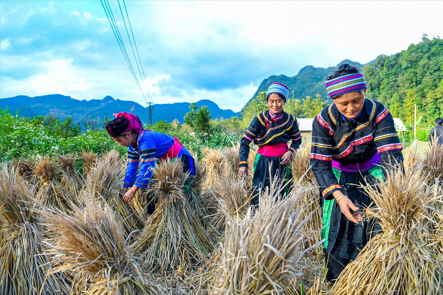 Đại đa số lao động người dân tộc Cờ Lao làm việc trong lĩnh vực nông, lâm nghiệp.