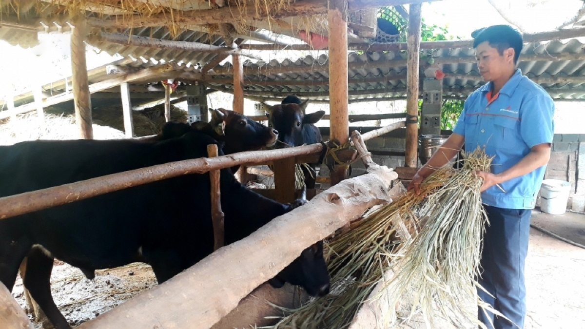 Anh Lò Văn Quốc với mô hình nuôi bò nhốt chuồng cho hiệu quả kinh tế cao