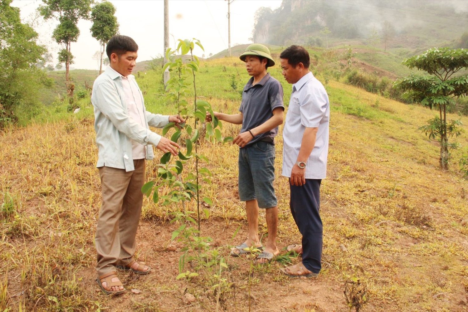 Mô hình trồng lê xanh tại bản Mấc Líu, xã Mường Giôn, huyện Quỳnh Nhai