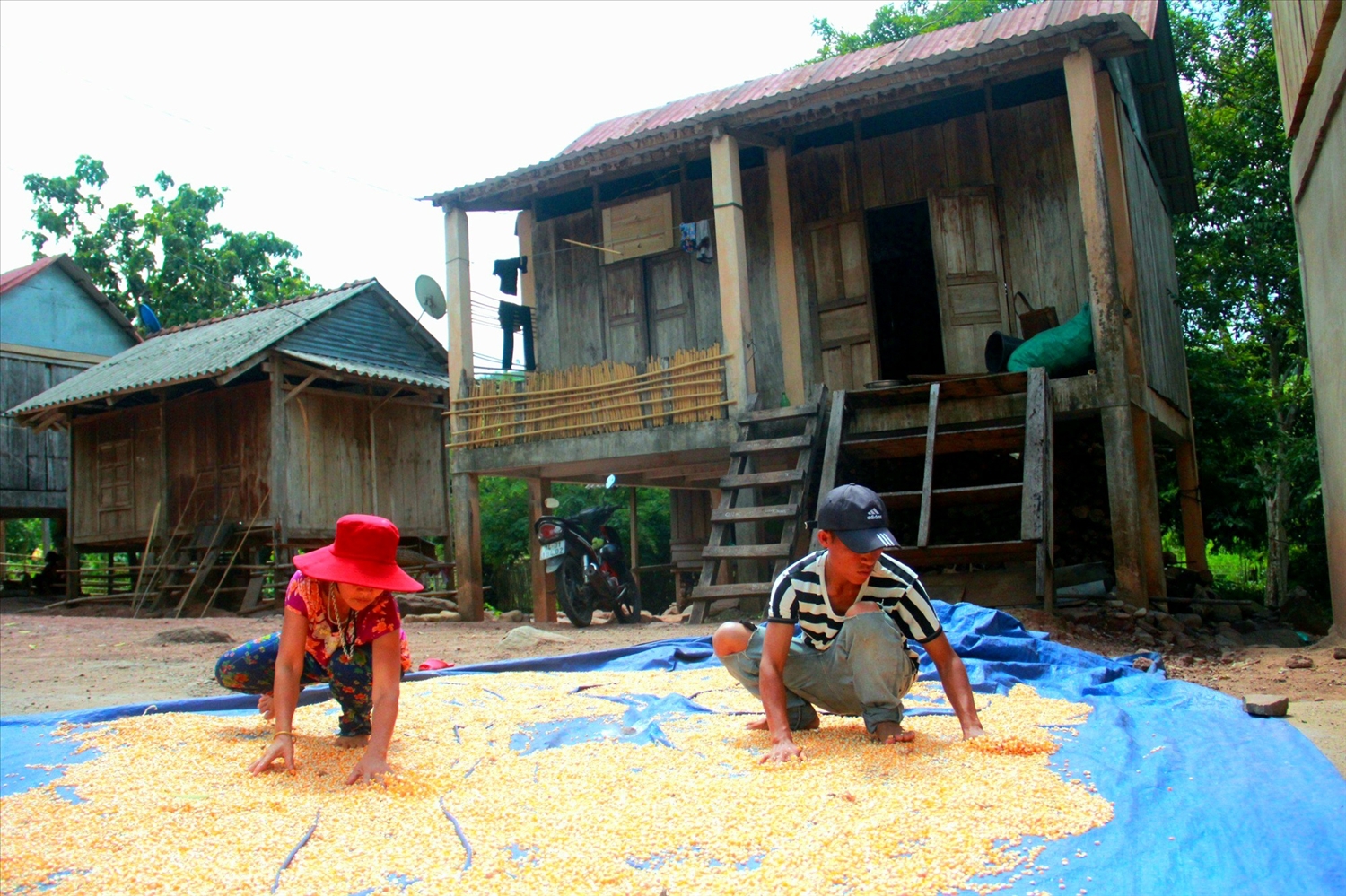 Nhiều mô hình về sản xuất nông nghiệp, chăn nuôi đang được triển khai tại huyện Đakrông nhằm nâng cao thu nhập cho người dân