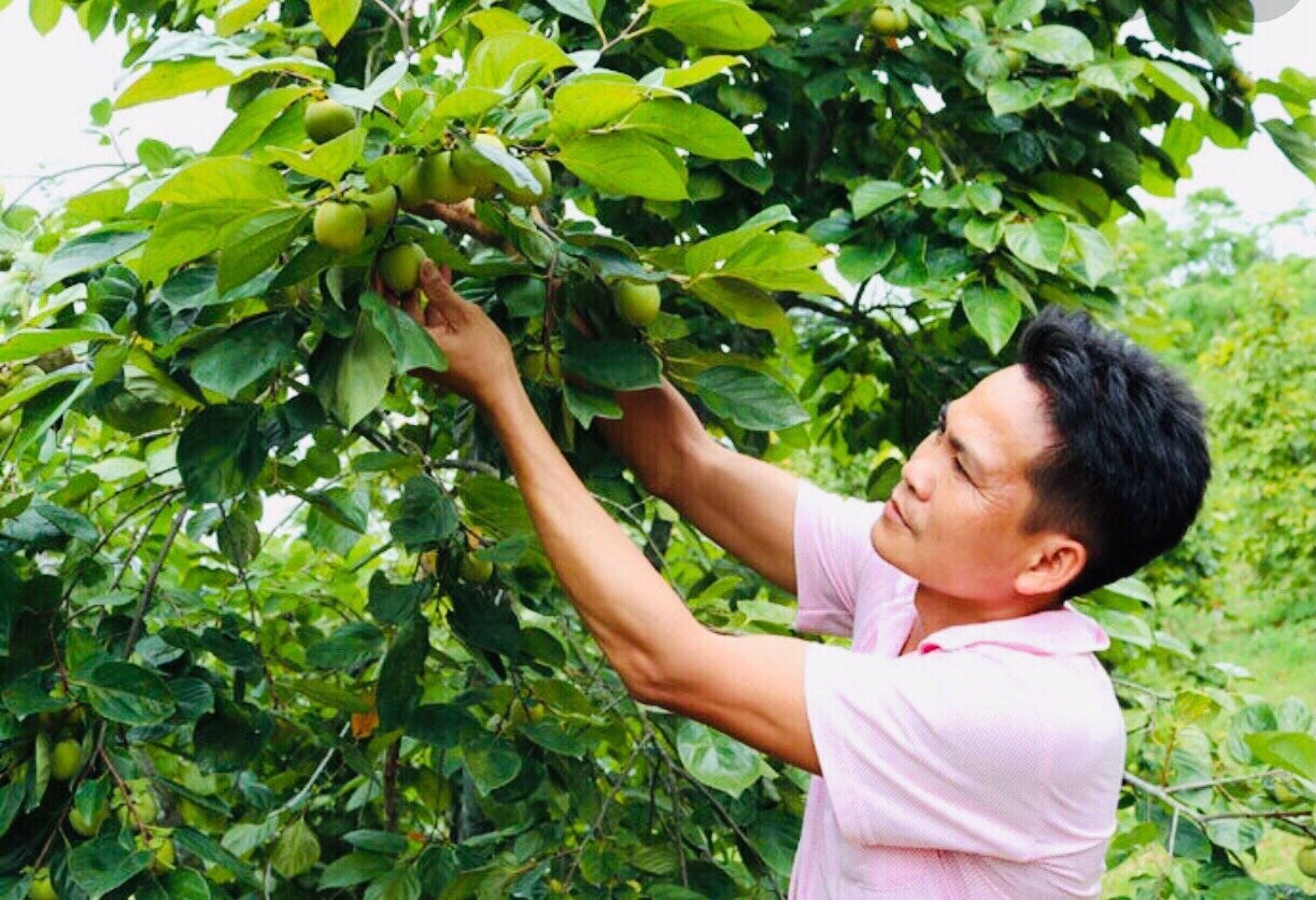Ông Hoàng Văn Hưng, sinh năm 1979, Người có uy tín thôn Pò Pheo, xã Hoàng Việt chăm chút cho cây hồng của gia đình