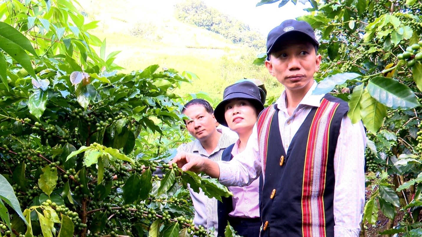 Ông Thái Văn Tưởng (ngoài cùng bên phải), Bí thư Huyện ủy Đăk Glei thăm quan mô hình trồng cà phê xứ lạnh của đồng bào DTTS