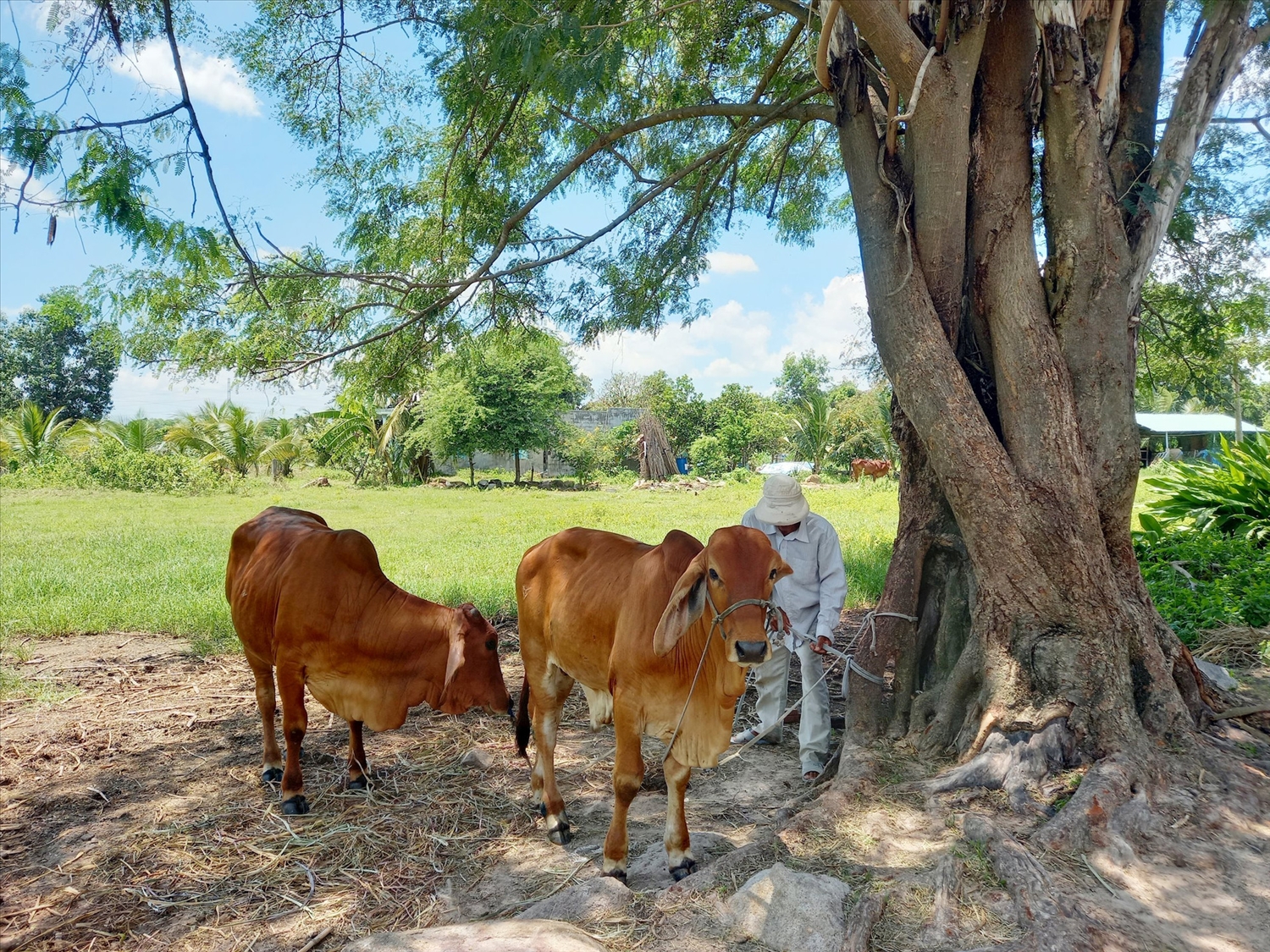 Tỉnh Bình Thuận tiếp tục hỗ trợ người dân vùng đồng bào DTTS phát triển chăn nuôi, nâng cao thu nhập