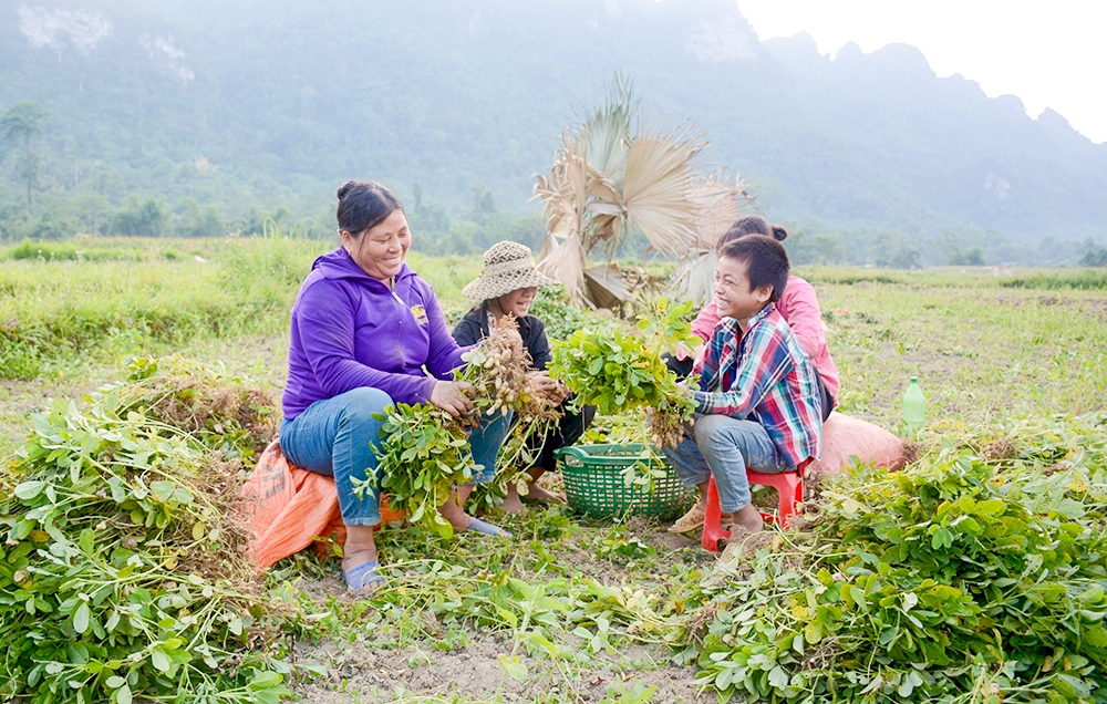 Nhờ trồng lạc, cuộc sống đồng bào DTTS tại huyện Chiêm Hoá ngày càng được nâng lên