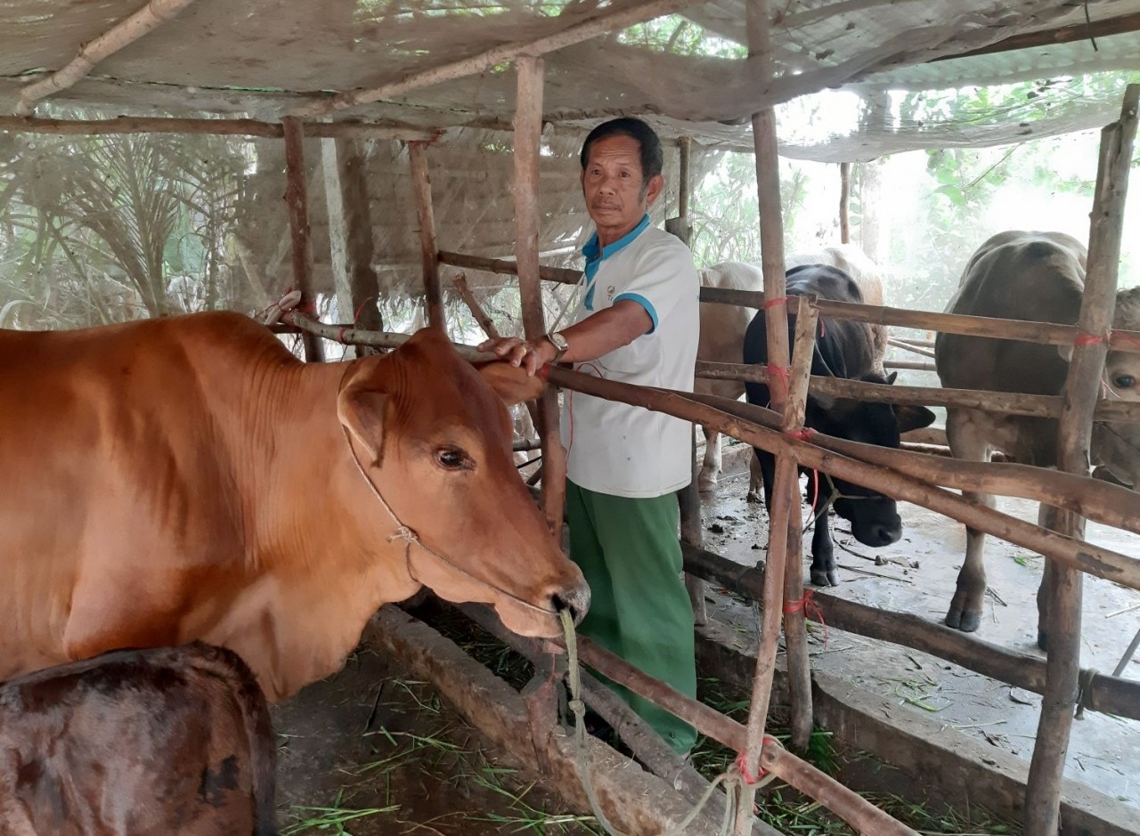 Ông Chau Nưng ở ấp Phước Lợi, xã Ô Lâm, huyện Tri Tôn bên đàn bò từ nguồn vốn hỗ trợ hộ đồng bào DTTS đặc biệt khó khăn