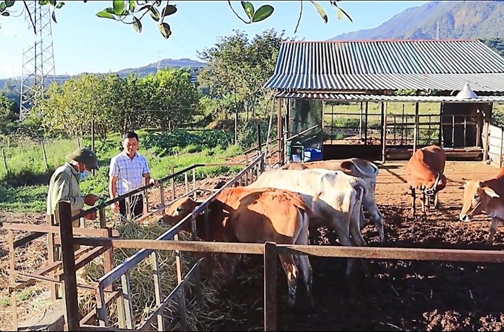 Mô hình chăn nuôi bò tại xã Nậm Hàng, huyện Nậm Nhùn hiệu quả kinh tế cao.  