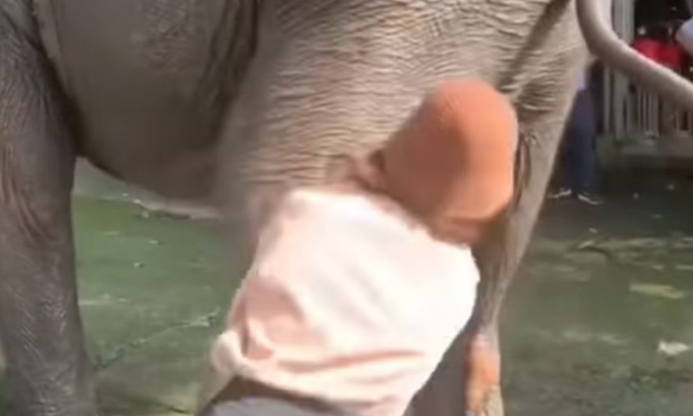Nữ du khách sờ mông voi bị voi đã ngã lăn ra ngoài (ảnh cắt từ clip)