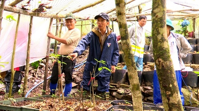 Lãnh đạo huyện Đăk Glei thăm quan mô hình trồng sâm Ngọc Linh của các hộ đồng bào DTTS ở xã Đăk Man
