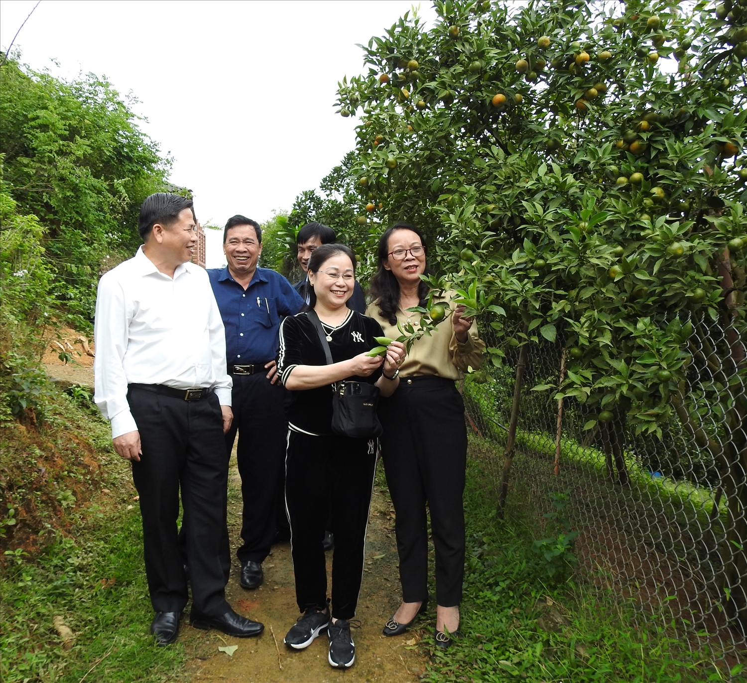 Nguyên Thứ trưởng, Phó Chủ nhiệm Ủy ban Dân tộc Hoàng Thị Hạnh cùng Lãnh đạo tỉnh Hòa Bình thăm quan mô hình khởi nghiệp trồng cam tại huyện Tân Lạc