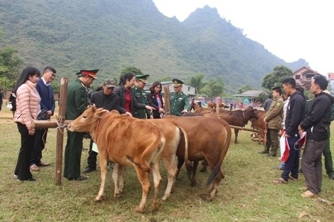 Bộ đội Biên phòng phối hợp với các cơ quan chức năng và cấp ủy, chính quyền địa phương trao 167 con bò giống cho 167 hộ dân nghèo tại 4 xã, 2 thị trấn trên địa bàn đơn vị quản lý theo Chương trình “Bò giống giúp người nghèo nơi biên giới”