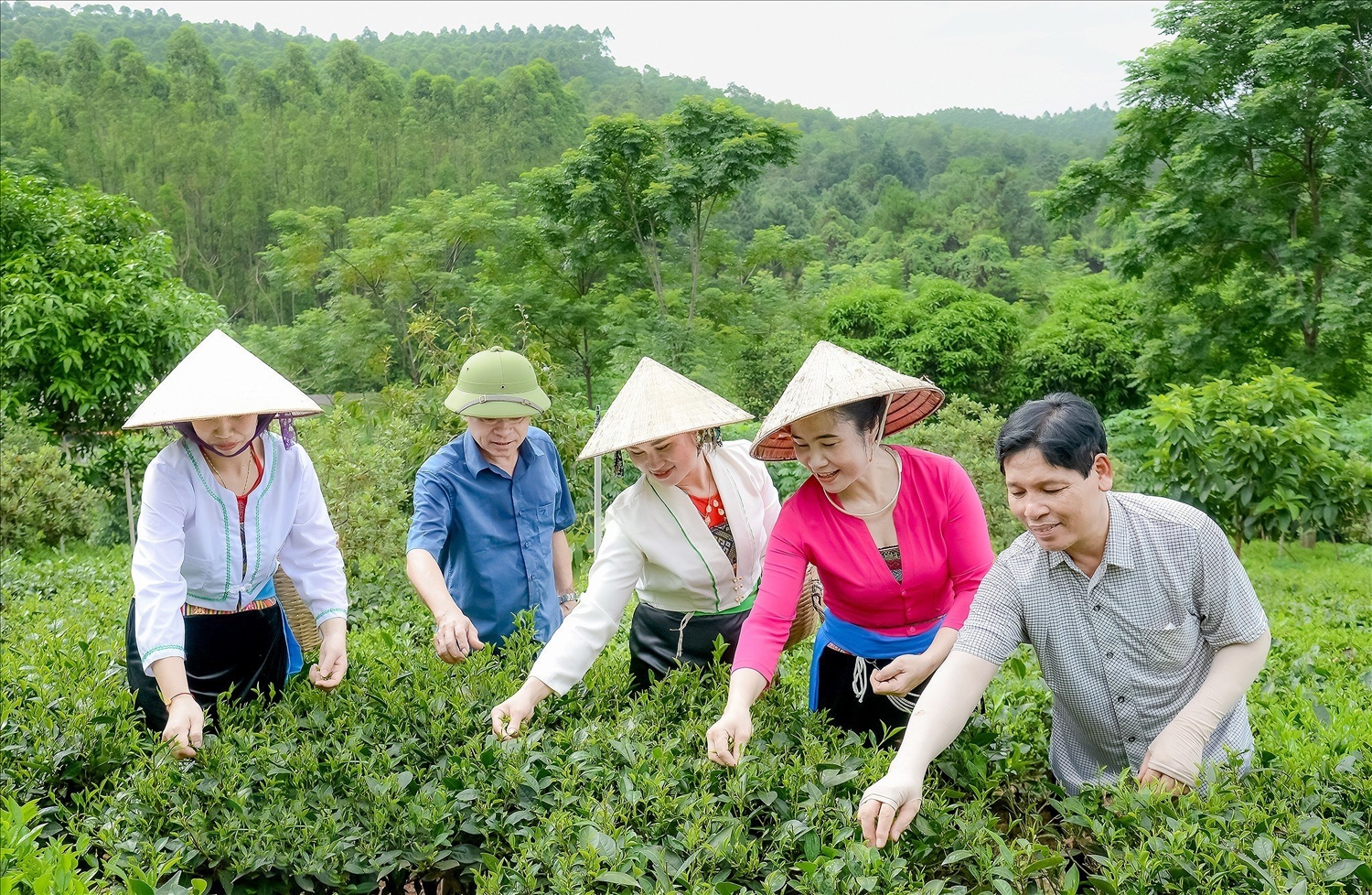 Đồng bào dân tộc Mường xã Ba Trại trồng chè an toàn hướng tới phát triển du lịch. 