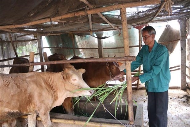 Gia đình ông Thạch Con, xã Long Hiệp, huyện Trà Cú (Trà Vinh) được hỗ trợ 12 triệu đồng để nuôi bò, đã thoát nghèo năm 2020. Ảnh: Thanh Hòa