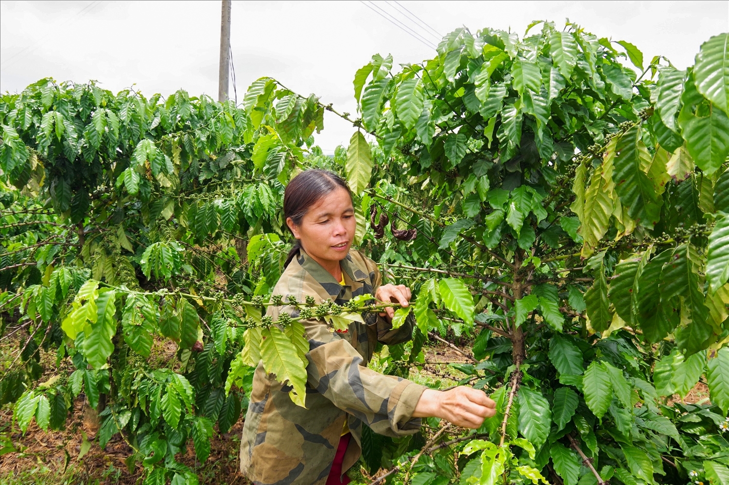 Thực hiện Đề án phát triển KT - XH dân tộc Brâu theo Quyết định 2086/QĐ-TTg, tỉnh Kon Tum đã hỗ trợ 36.942 cây giống cà phê, 2.916 cây ăn quả, hỗ trợ 18.155,5 kg phân bón vật tư, 231,07 kg thuốc bảo vệ thực vật… cho đồng bào dân tộc Brâu ở thôn Đăk Mế. (Ảnh: Thy Thảo)