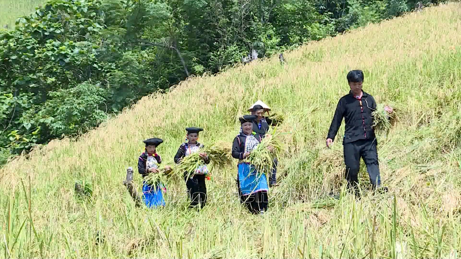 Đồng bào dân tộc Si La ở xã Kan Hồ, huyện Mường Tè, tỉnh Lai Châu chủ yếu sản xuất trong lĩnh vực nông, lâm nghiệp. 