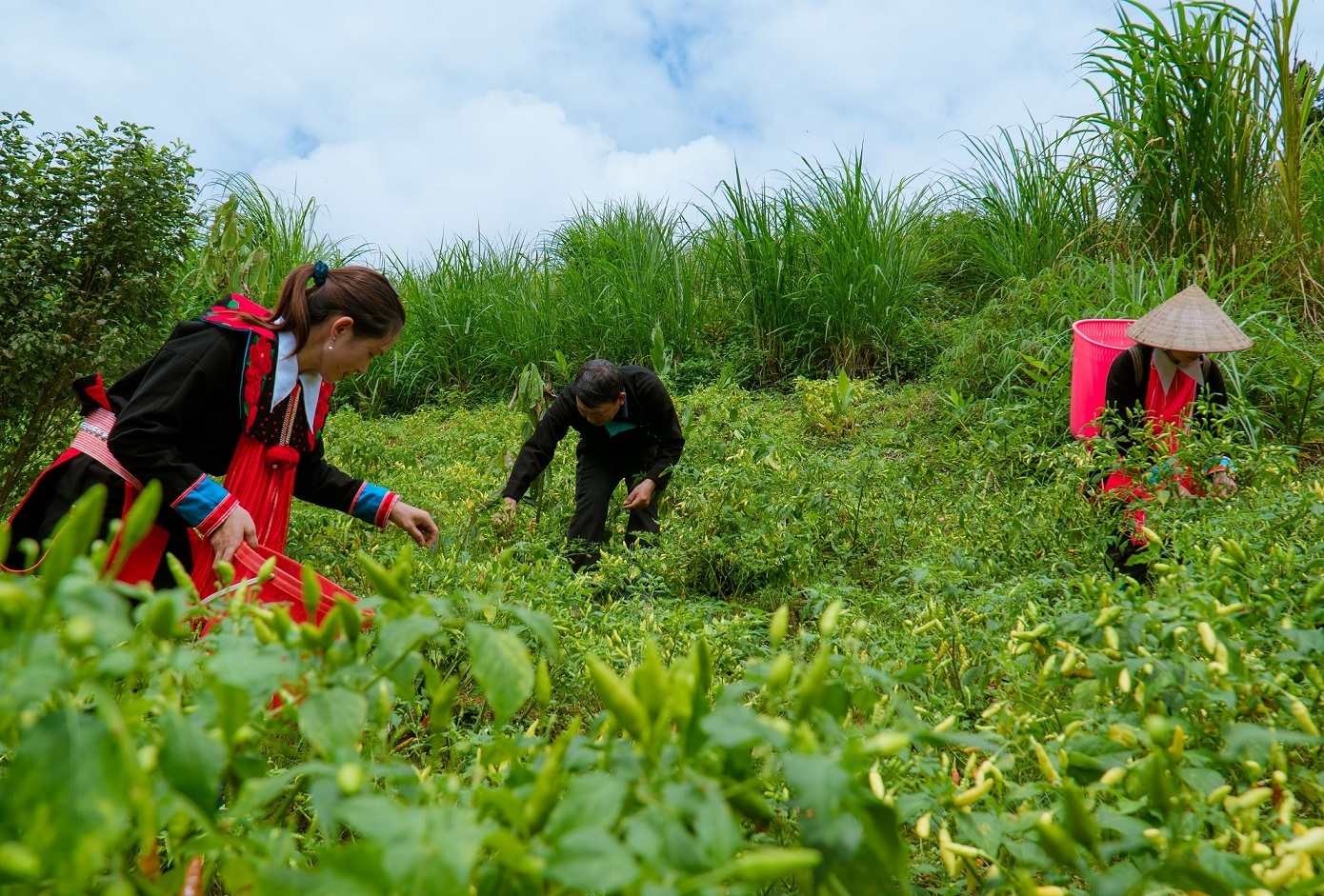 Rất nhiều tấm gương nông dân người DTTS đang tích cực sản xuất kinh doanh, đóng góp vào sự phát triển chung của vùng đồng bào DTTS và miền núi. (Trong ảnh: Mô hình Tổ hợp tác liên kết sản xuất ớt Na Đẩy, thị trấn Mường Khương, huyện Mường Khương, tỉnh Lào Cai )