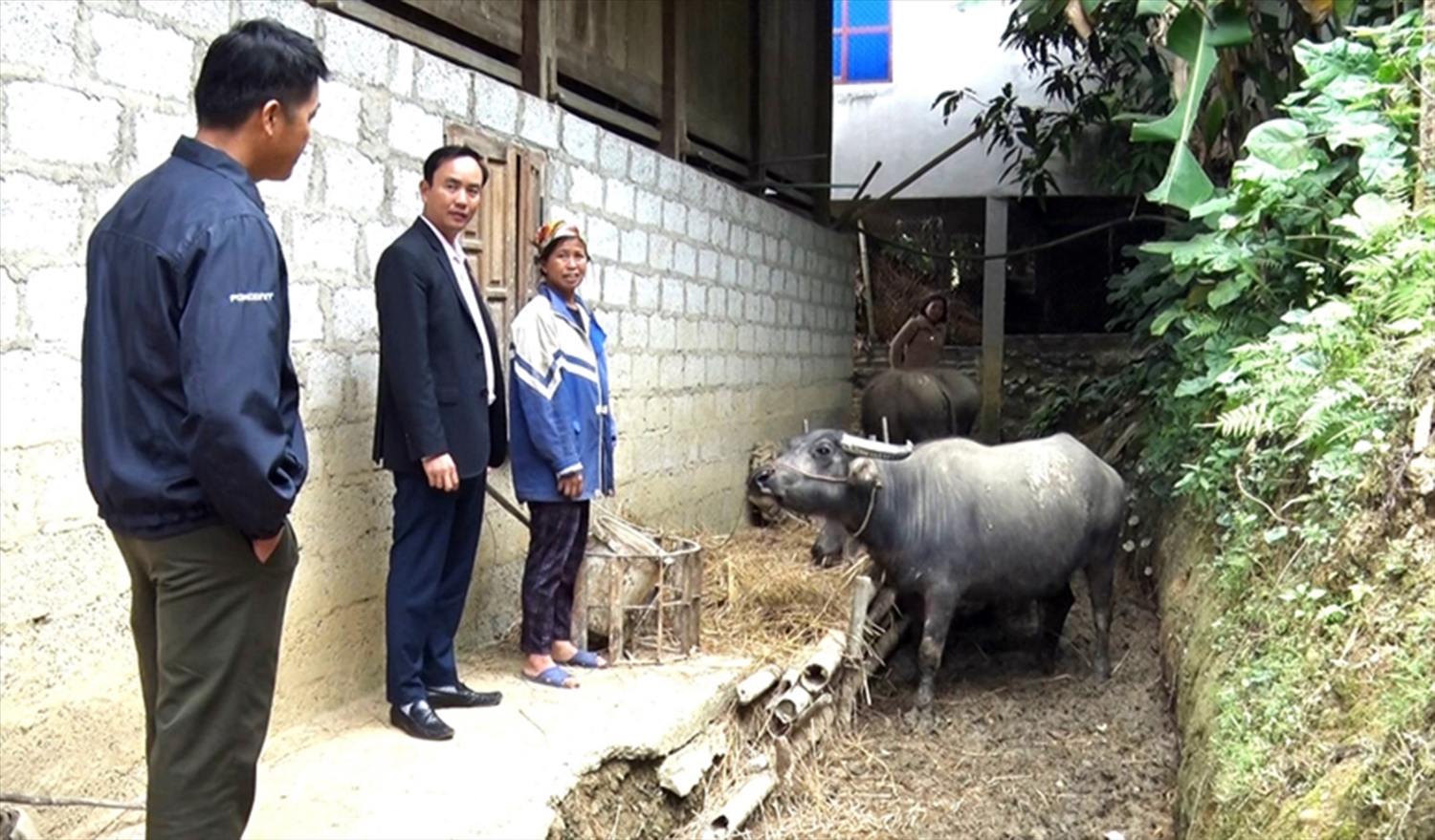 Nhờ vốn vay từ Ngân hàng CSXH huyện, anh Ma Văn Lanh đã đầu tư mua trâu về chăn nuôi