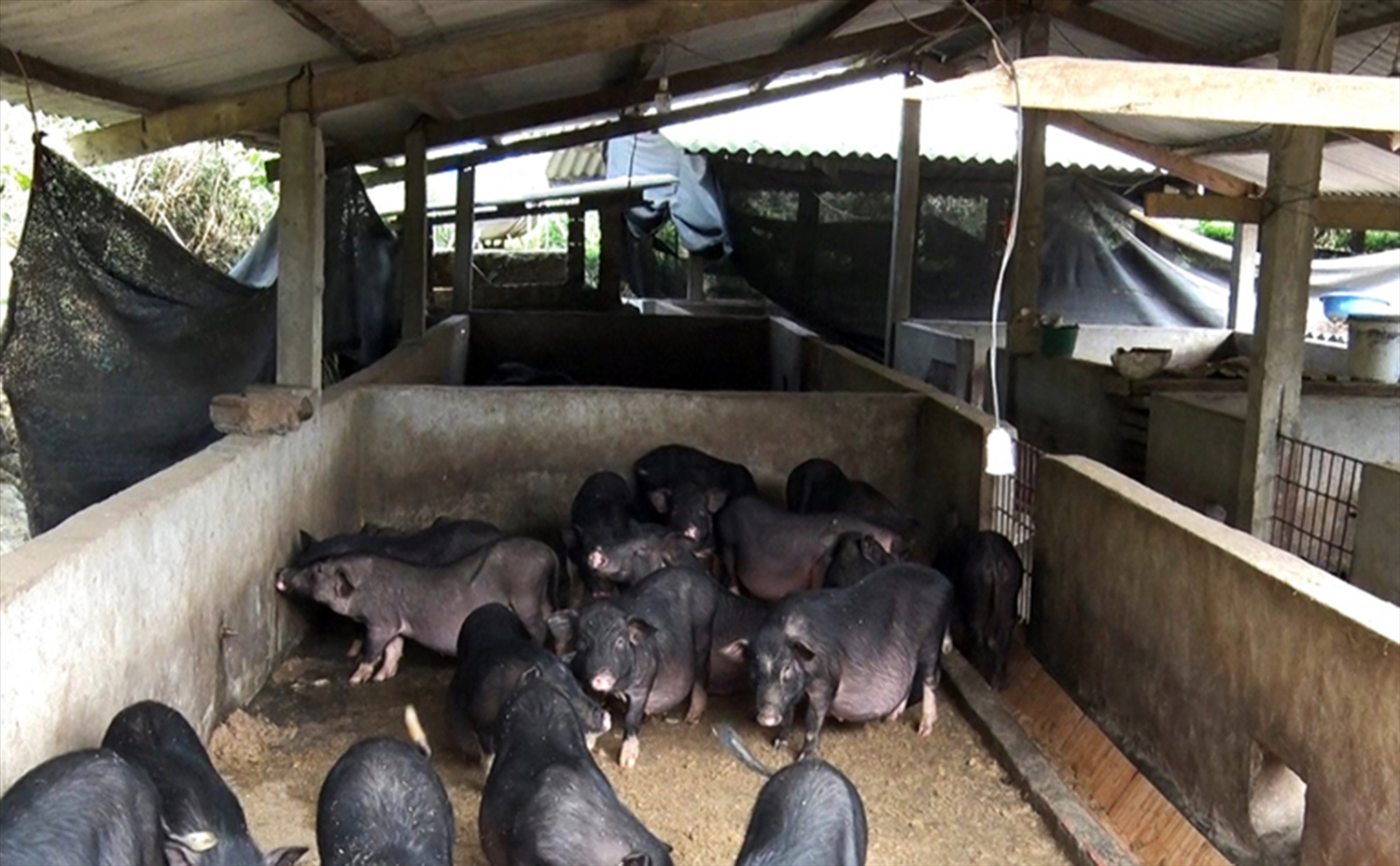 Mô hình chăn nuôi lợn đen của anh Lý Văn Chung, xã Thạch Lâm