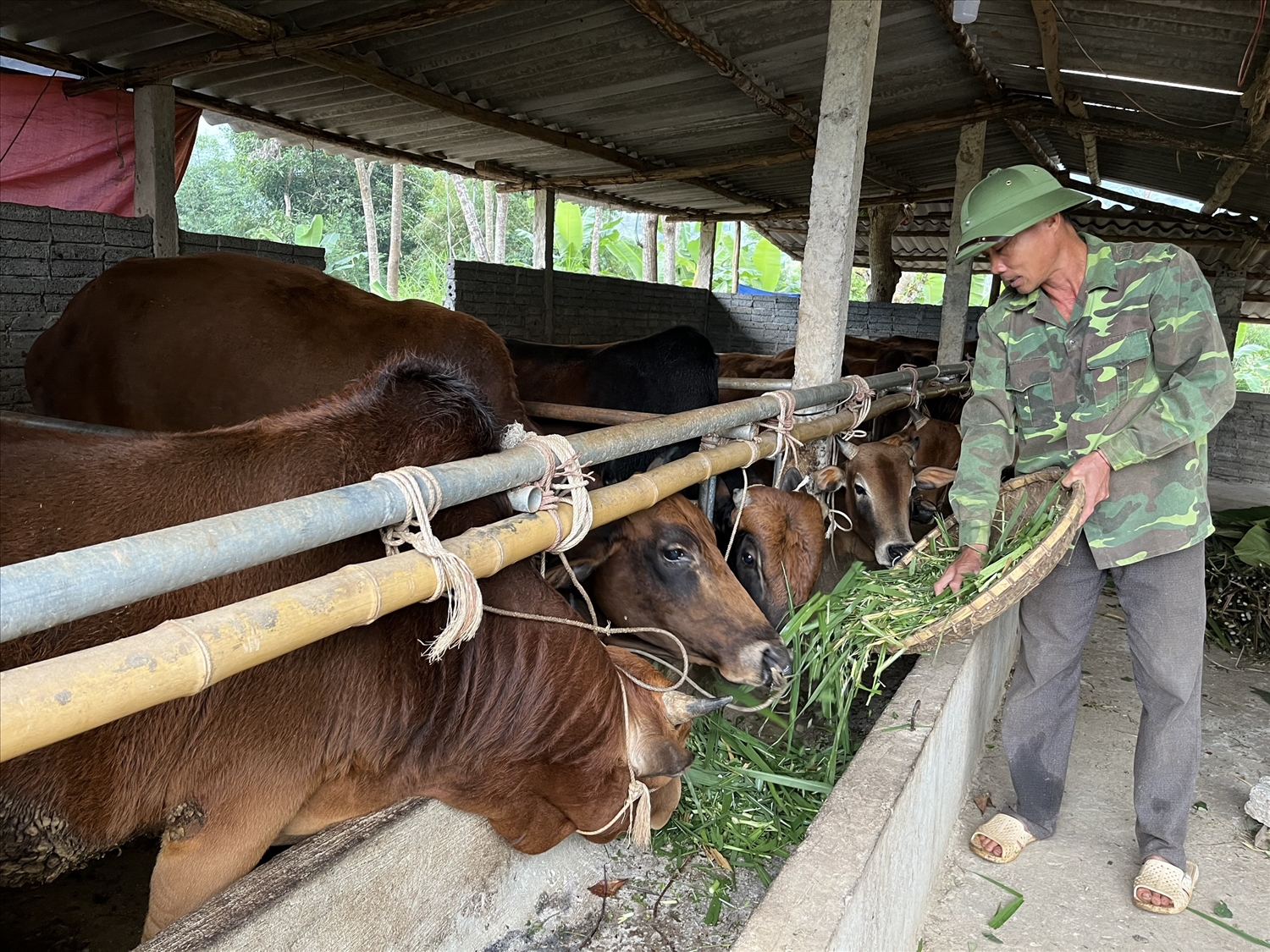 Mô hình nuôi bò nhốt của bí thư chi bộ, người có uy tín Vang Văn Muôn xã Tam Thái