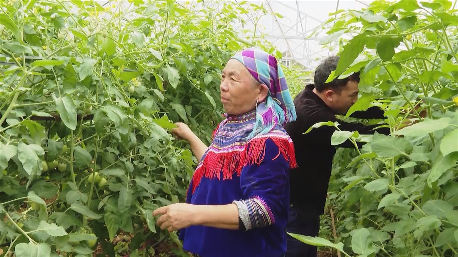 Trồng rau vụ đông giúp bà con nông dân Si Ma Cai có thu nhập cao hơn nhiều so với trồng ngô, lúa