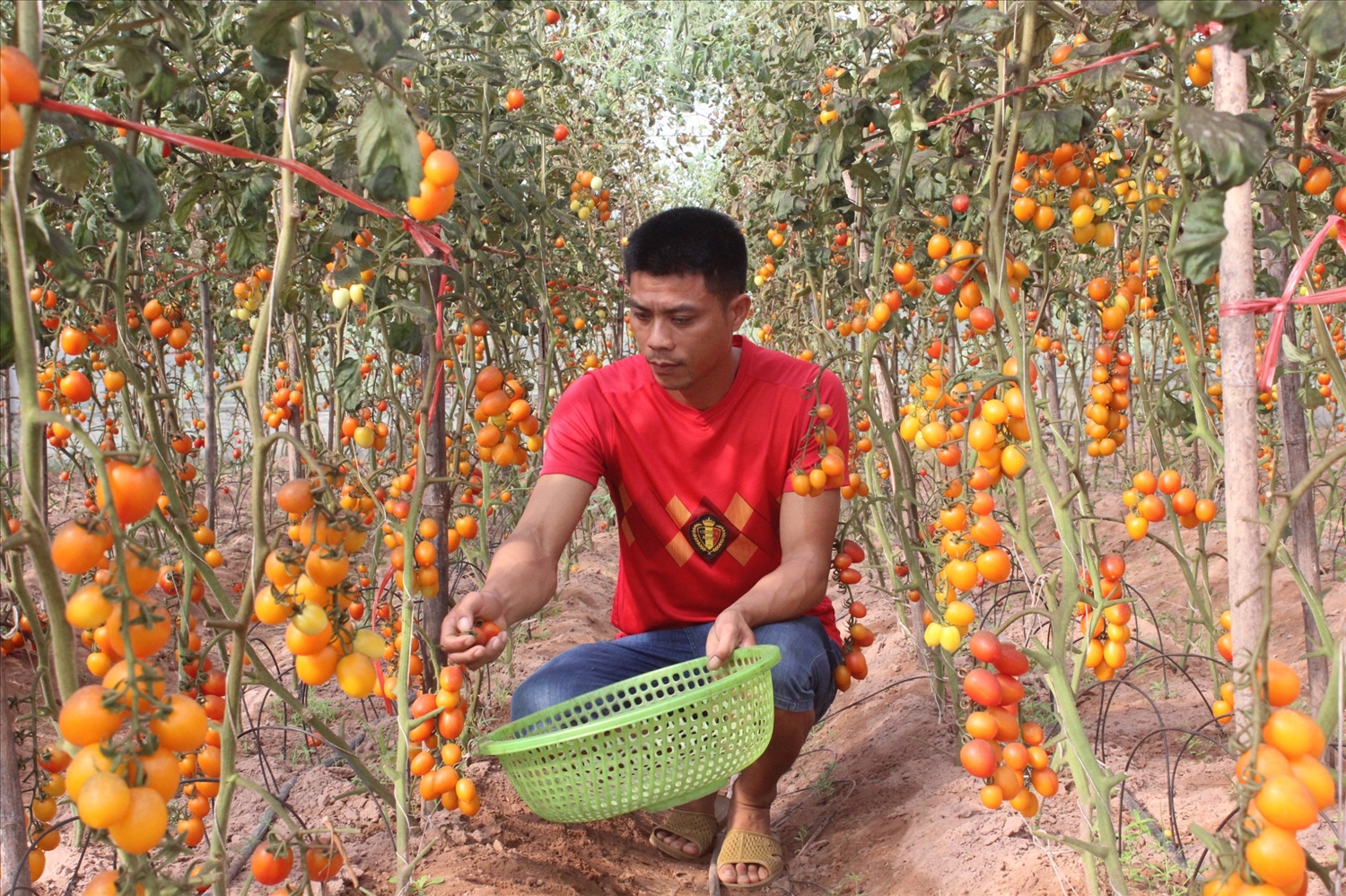 Thu hoạch cà chua tại HTX rau củ quả sạch Gia Cát Gia Cát, huyện Cao Lộc