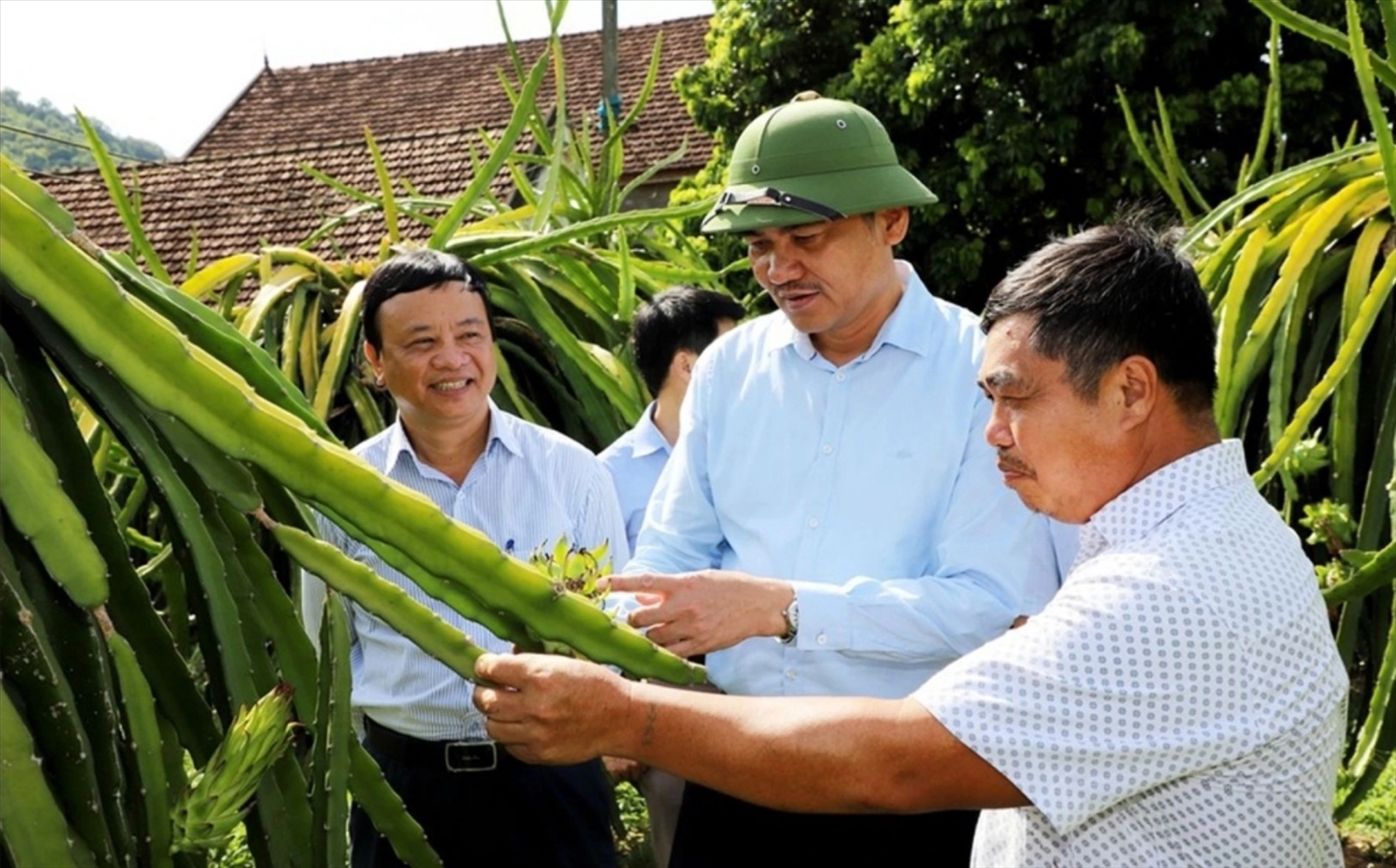 Lãnh đạo tỉnh Nghệ An và huyện Tương Dương tham quan mô hình trồng cây thanh long ruột đỏ ở xã Tam Quang