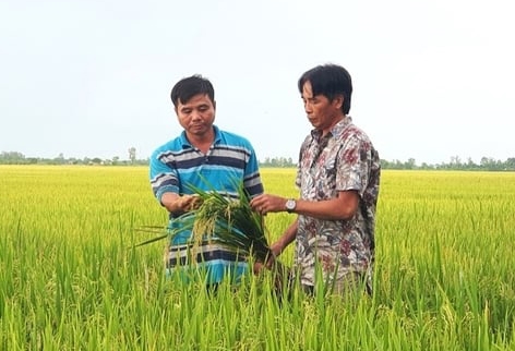 Dự án TRVC triển khai tại Kiên Giang sẽ giúp khoảng 75.000 nông dân sản xuất nhỏ áp dụng các phương pháp canh tác ứng phó với biến đổi khí hậu, nâng cao nhận thức và kiến thức về lợi ích của sản xuất lúa các bon thấp