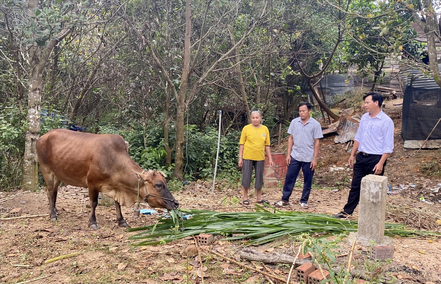 Bà Phạm Thị Sung ở thôn 1, xã Ia Dom phấn khởi khi được hỗ trợ bò sinh sản