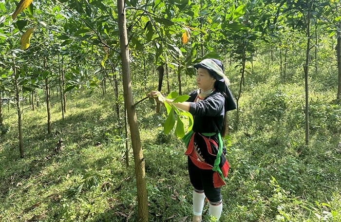 Ngoài chính sách hỗ trợ, nhiều hộ dân trên địa bàn huyện Cẩm Thủy mạnh dạn vay vốn đầu tư trồng rừng, mang lại hiệu quả kinh tế, vươn lên thoát nghèo bền vững