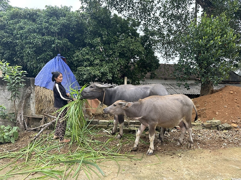 Bà Phạm Thị Lâm, thôn Thanh Tâm, xã Cẩm Tâm chăm sóc vật nuôi được Nhà nước hỗ trợ