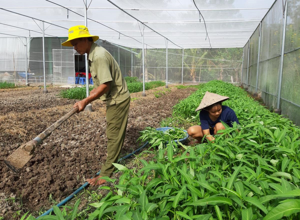 Nghề trồng rau, màu giúp cho nhiều hộ gia đình người Khmer tại Bạc Liêu tăng thu nhập. Ảnh Khánh Uyên