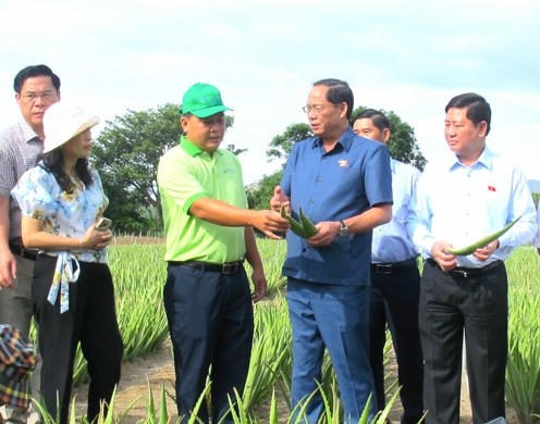 Phó Chủ tịch Quốc hội Trần Quang Phương thăm mô hình trồng cây nha đam của đồng bào Raglai thôn Xóm Bằng.