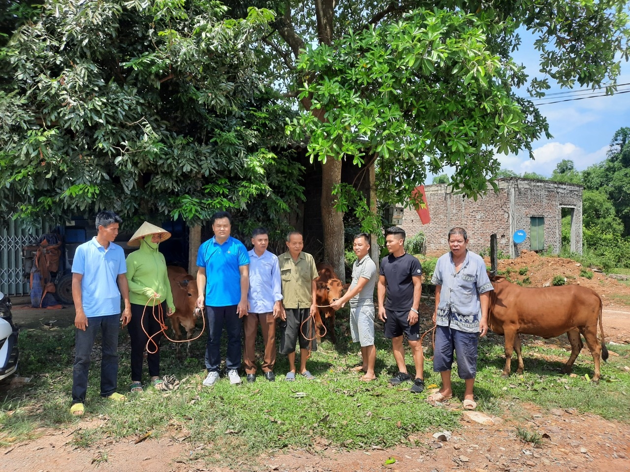 Từ nguồn vốn Chương trình MTQG 1719, hộ nghèo ở 4 xóm đặc biệt khó khăn xã Ngọc Mỹ (Tân Lạc) được hỗ trợ bò giống.