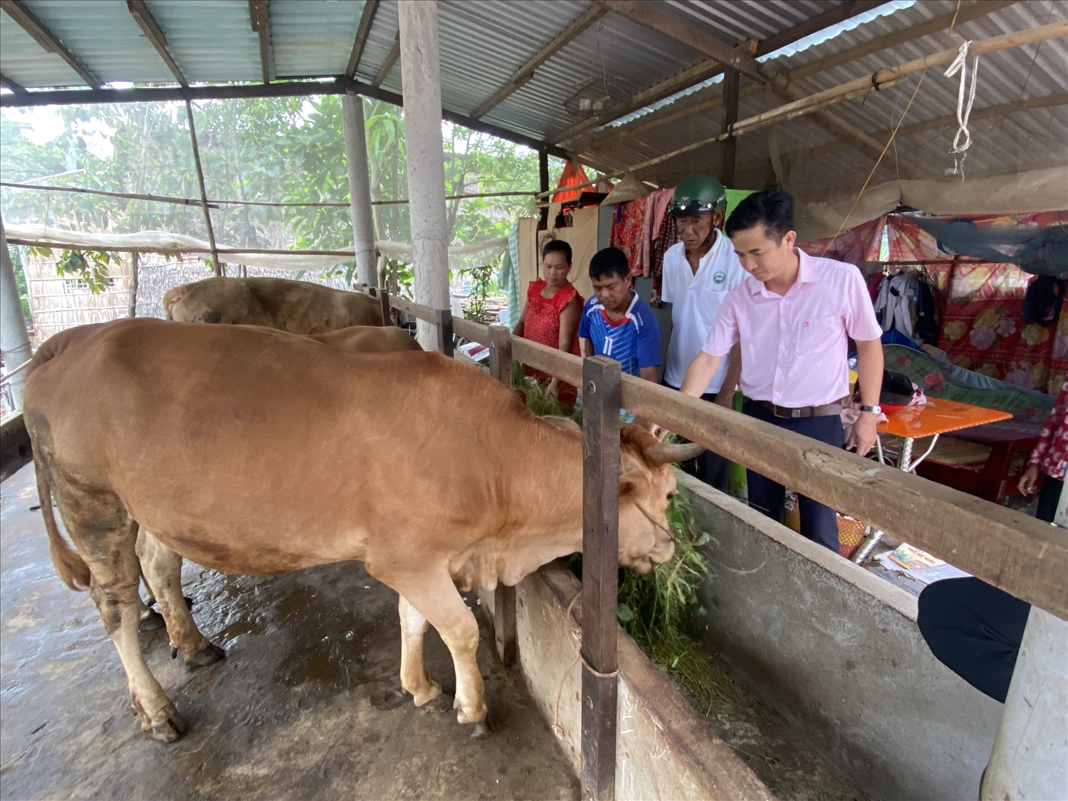 Cán bộ NHCSXH và Tổ trưởng vay vốn Kim Hơi ( người thứ 2 bên phải qua) đến thăm đàn bò của anh Thạch Nhứt Ngụ ấp Sóc Tro Giữa, xã An Quảng Hữu, huyện Trà Cú, Trà Vinh 