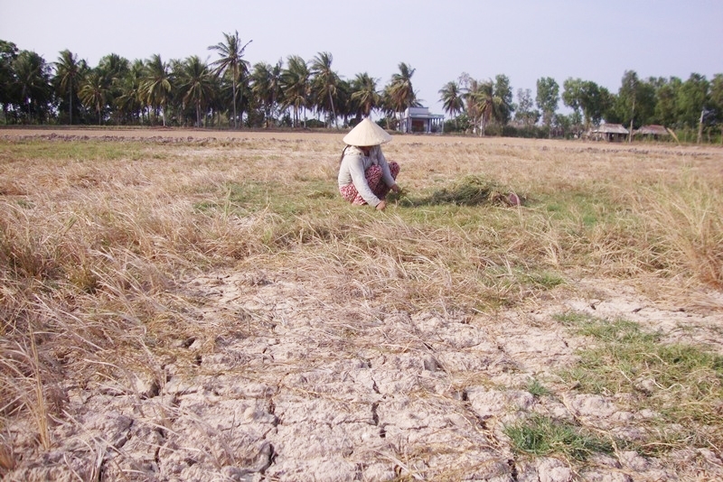 Vùng Đồng bằng sông Cửu Long, tình hình hạn hán, xâm nhập mặn nhiều khả năng sẽ xảy ra sớm hơn và gay gắt hơn mùa khô năm 2022 – 2023.