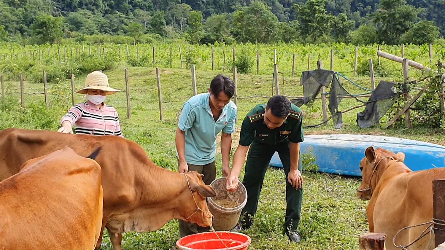 Gia đình anh Trần Xuân Vinh thoát nghèo nhờ Bộ đội Biên phòng hướng dẫn cách chăn nuôi gia súc