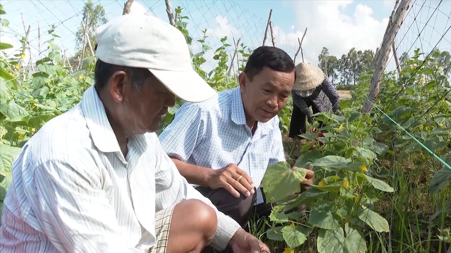 Nhờ được đào tạo nghề, hỗ trợ vốn phát triển kinh tế nông hộ mà nhiều hộ đồng bào Khmer ở tỉnh Bạc Liêu có thu nhập ổn định hơn