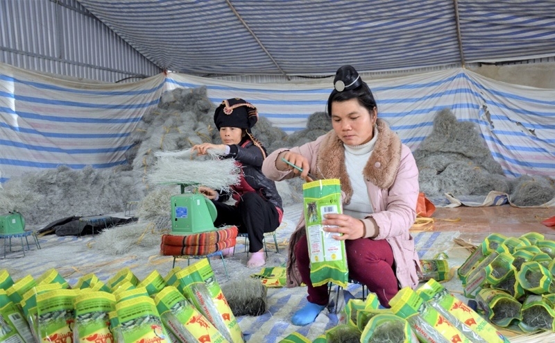 Nhiều hộ dân tham gia sản xuất miến dong ở Nà Tấu giúp thoát nghèo bền vững.