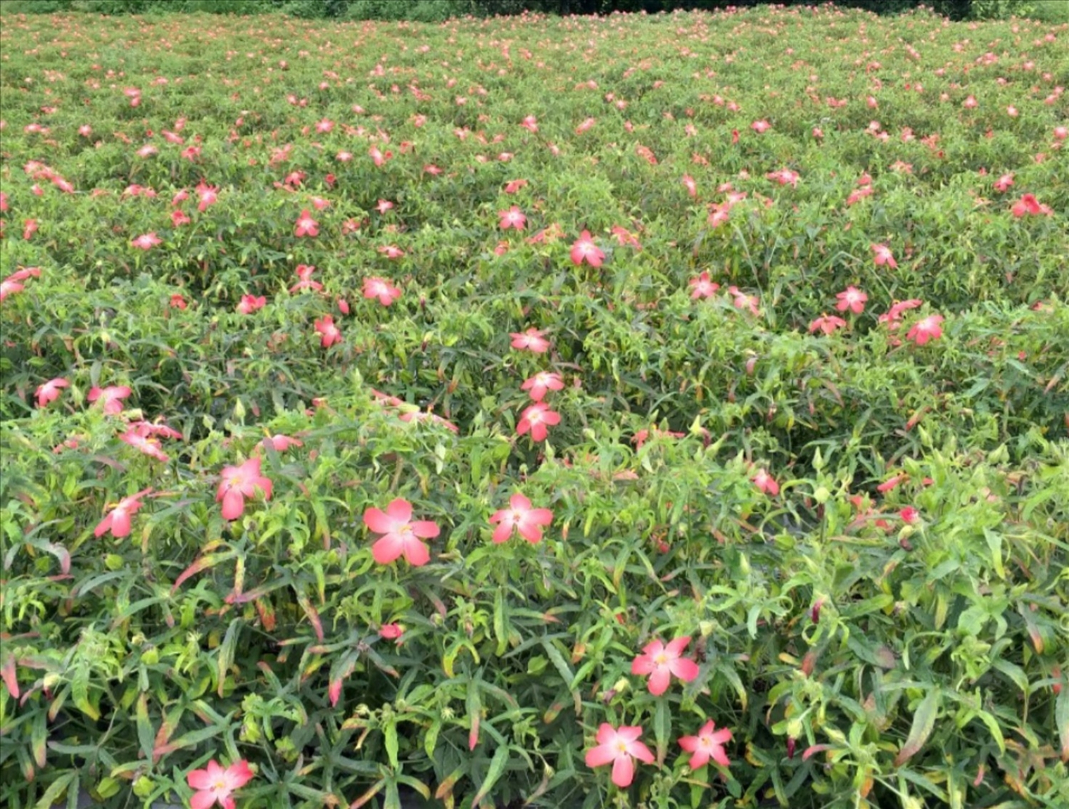 Sâm bố chính được trồng tại xã Quảng Sơn, huyện Đắk Glong cho sản lượng cao, chất lượng tốt.