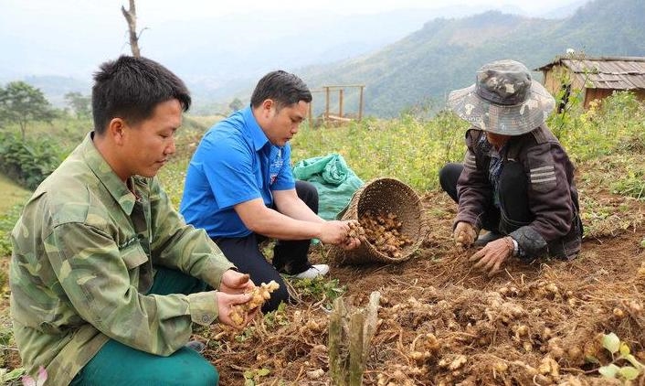 Người dân huyện Kỳ Sơn rất mong được giao đất, giao rừng - Trong ảnh: mô hình trồng gừng của người Mông ở Kỳ Sơn