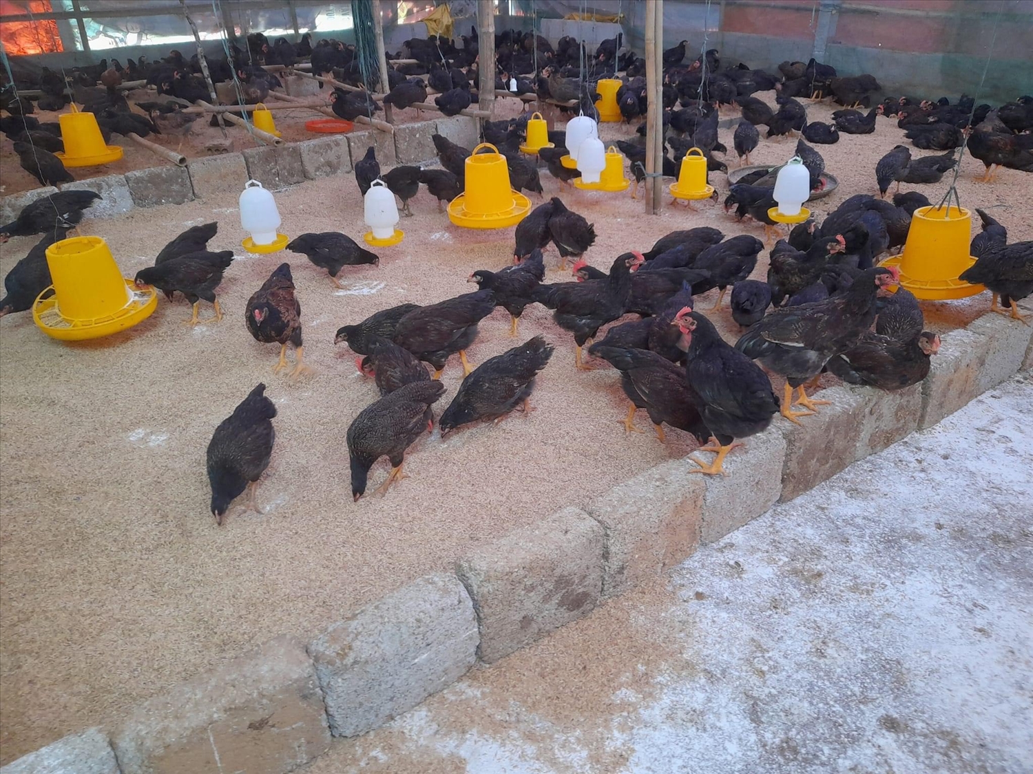 Mô hình chăn nuôi gà sinh học cho thanh niên ở xã Hồng Thái.