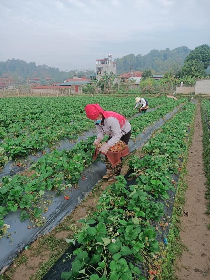 Người dân tham gia chăm sóc, thu hoạch dâu tây tại xã Mường Phăng
